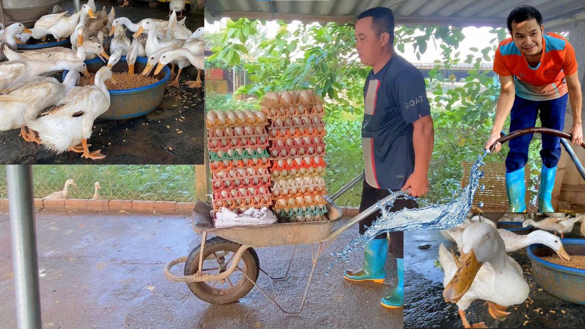 ChinhNoalFarm's tweet photo. Can he transport these duck eggs to the warehouse without breaking all of them? FULL VIDEO 👇👇
https://t.co/3NGrAt6Vwn
FULL VIDEO 👆👆 Leave a comment and give the channel a subscription
#Farm #farming #Duckfarm #duck #Egg #duckegg #Fyp #duckanimals #USA https://t.co/OFLMcem246