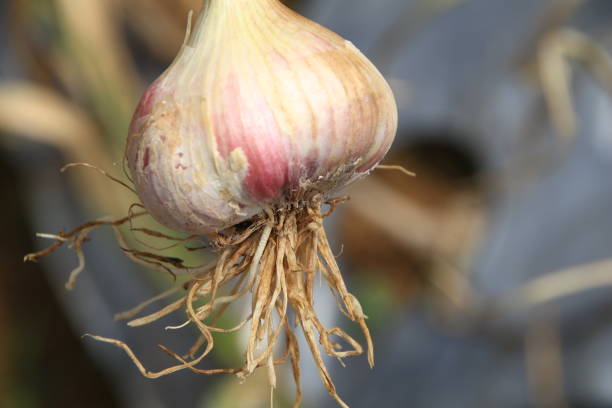 We've got ready onion and garlic seedlings ready for transplanting 🌱!
🧅 Onions: Neptune F1 | Red Coach F1 | Chui F1 | Gamay F1
🧄 Garlic: Rwandan Giant | African Giant

📍 Birika, Kiserian
🚚 We deliver ALL over Kenya!
📞 +254 706 252 490
 #OnionFarming #GarlicFarming