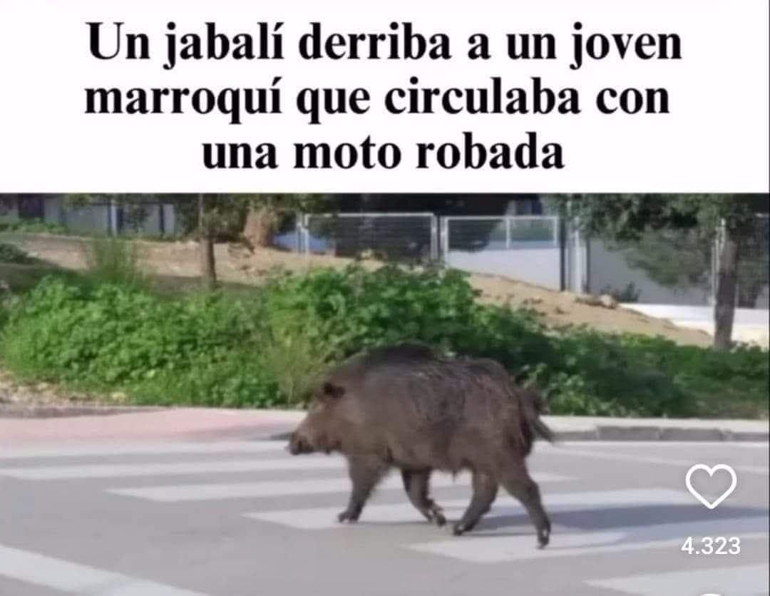 Espero que el jabalí y la moto estén bien.