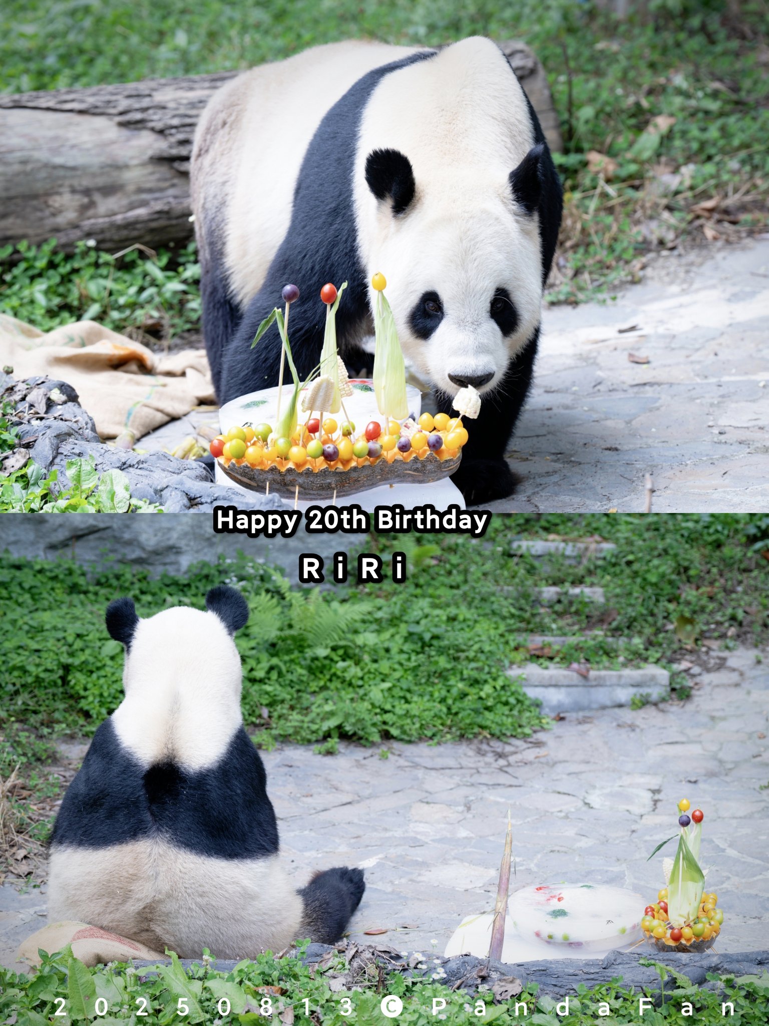 会議中のパンダ HAPPY PANDA 30th｜30年の感謝とパンダの未来を描く6ヶ月