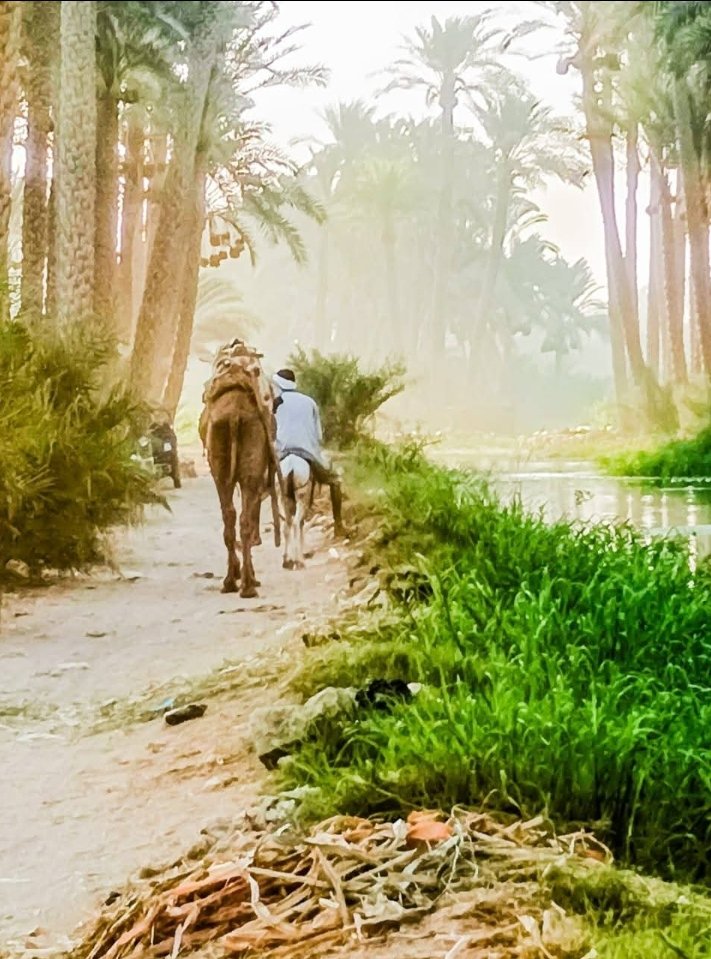 يا ركبَ الصحراءِ، يا خيرَ الرفاقْ
إبلٌ تمشي بها الأحلامُ في الساقْ
تحملُ أثقالَ الليالي والمسافاتْ
ونارُ الصبرِ بها تضوي الطرقاتْ
يا إبلَ الرحلةِ، يا رمزَ الصمودْ
فيكِ الوفاءُ وفيكِ سرُّ الجودْ