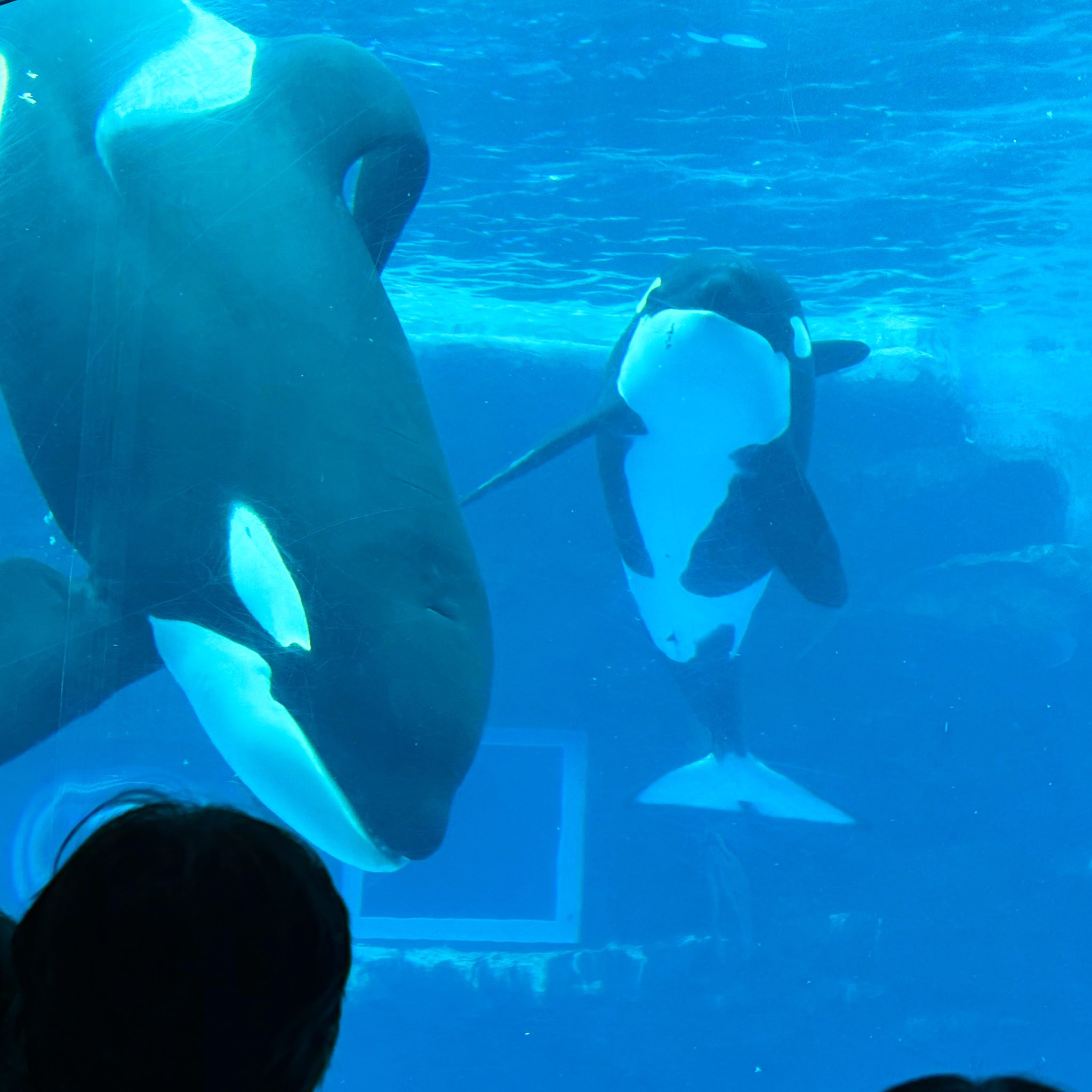 名古屋港水族館 シャチ アース リン セット レア 名古屋港水族館 アース リン グッズセット - メルカリ