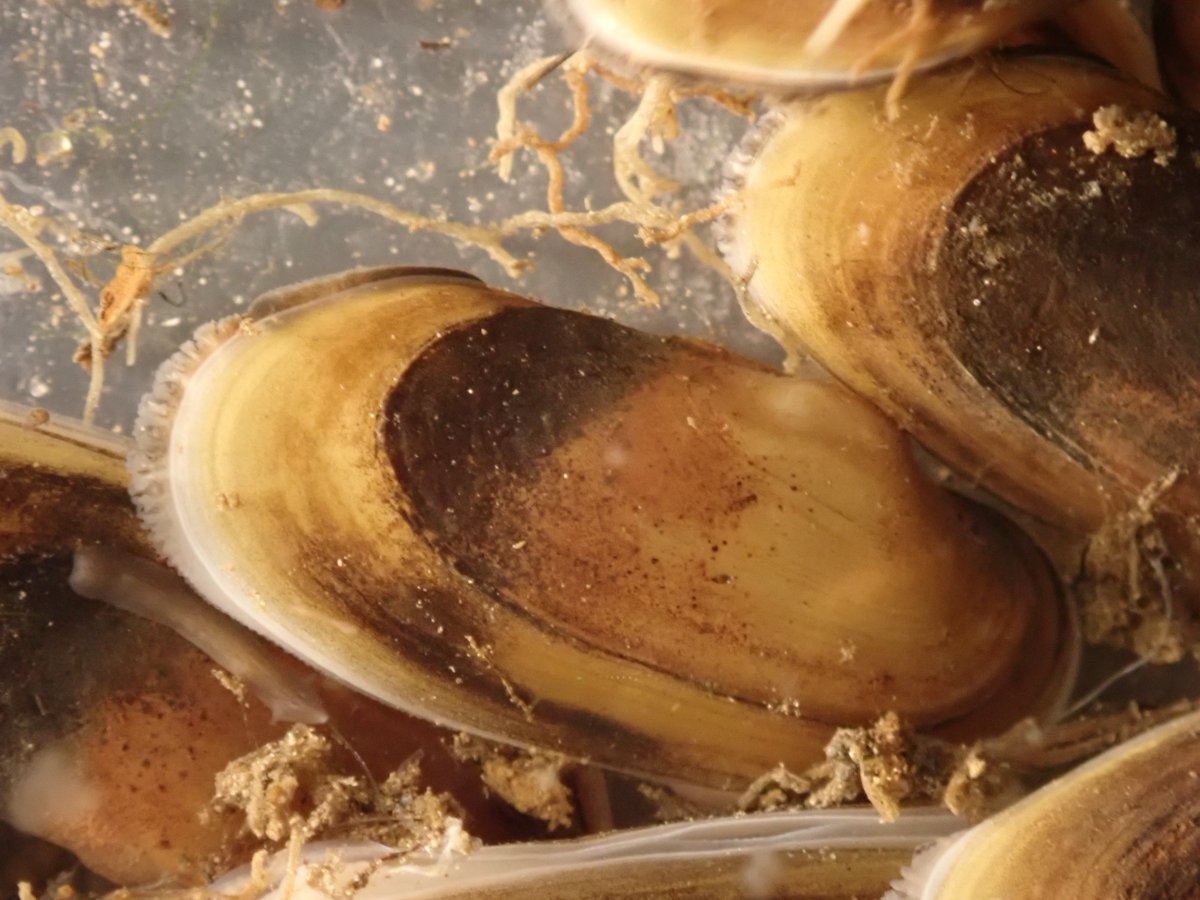 Next time you enjoy clear, clean waters, thank a mussel! These freshwater-filtering friends play a special role in keeping the environment healthy, so it's a serious concern that 300 species of freshwater mussels are among the most vulnerable animals in North America.

📷 USFWS