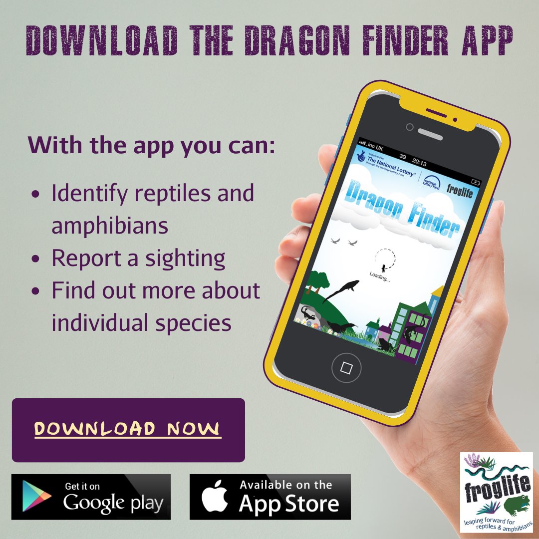 We want your records!

If you see any amphibians or reptiles out and about, including eggs and young, please record them on our free Dragon Finder app.

This gives us an overview of how our species are faring in the UK.

Download the app for free here: ow.ly/9SsG50WEF4W