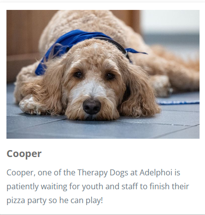 Adelphoi’s beloved therapy dog, Cooper, is competing in the Latrobe Bulletin’s Dog Days of Summer photo contest! 🐶❤️ Support the comfort, care, and joy Cooper shares with youth &amp; families every day at Adelphoi.

🌟 Vote daily from August 13 – August 20
🔗 latrobebulletinnews.com/dogdays/#/roun…