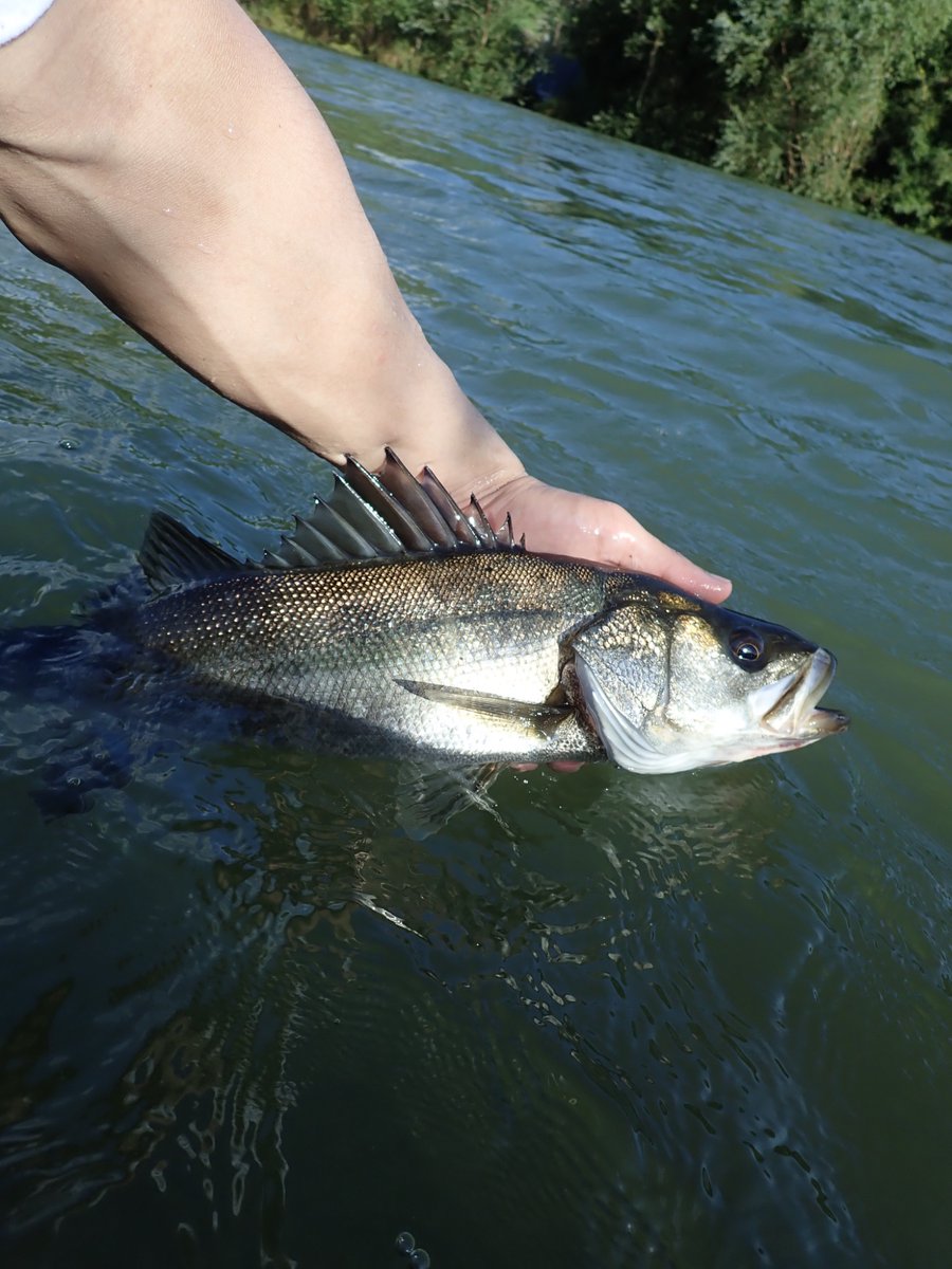 tabaz_'s tweet image. 2本釣れたけど1本は写真撮る前に逃げられた笑

跳ね回って楽しい個体やった！