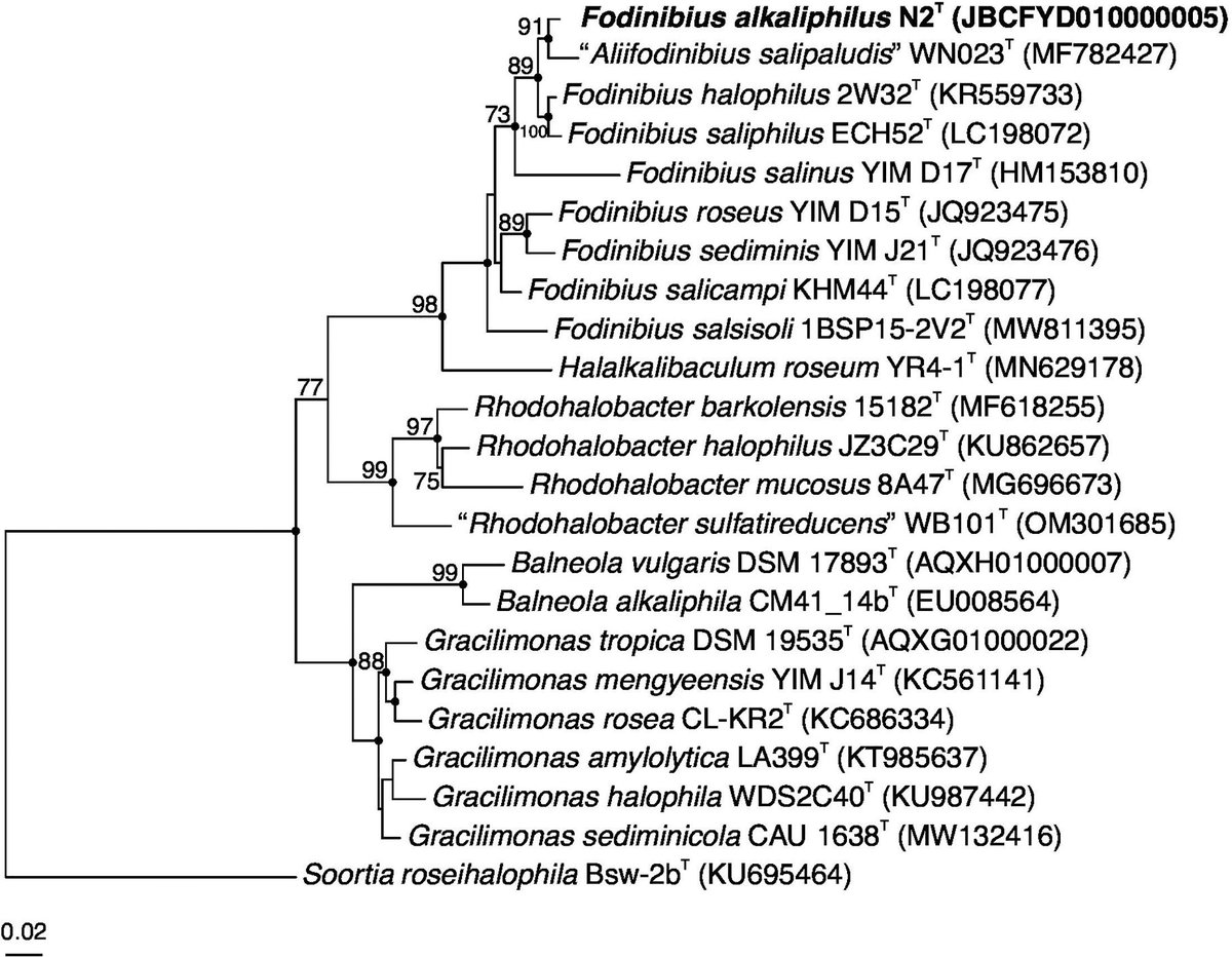 MicrobioSoc's tweet image. Fodinibius alkaliphilus sp. nov., a moderately halophilic and alkaliphilic bacterium isolated from an inland saltern in central Portugal and reclassification of Aliifodinibius salipaludis as Fodinibius salipaludis sp. nov. Discover more in IJSEM: doi.org/10.1099/ijsem.… #IJSEM