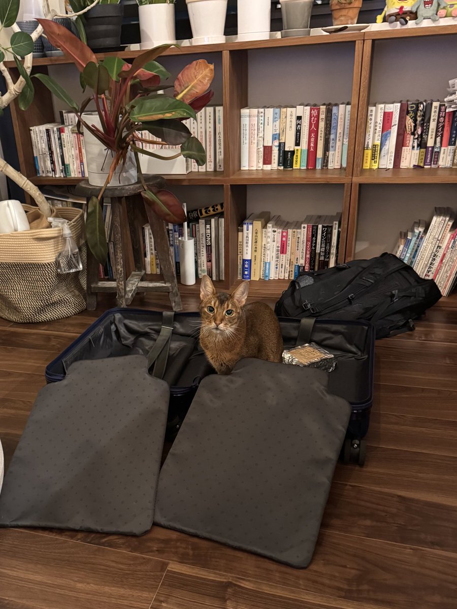 旅に出たいとらきち