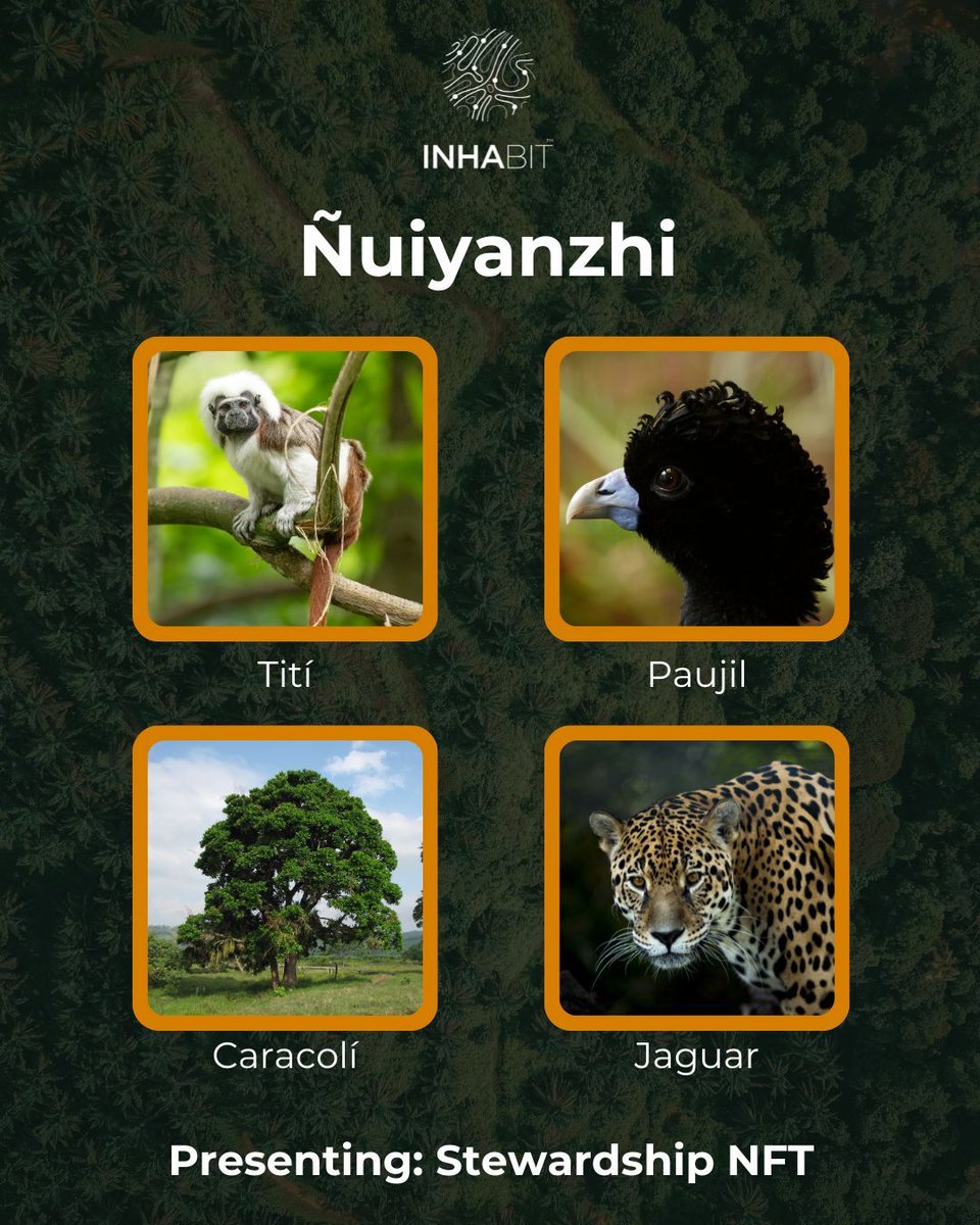 BIG ANNOUNCEMENT: Our first Stewardship NFT of the Ñuiyanzhi biocultural hub is now live!! 🤩 🤩 🤩

Our regenerative corridor enters a new phase. Today we launch our first blockchain-verified membership granting lifelong stewardship rights to our first biocultural hub,