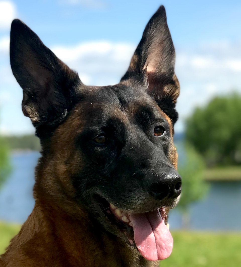 BastardK9's tweet photo. A dog’s nose can detect a single drop of scent in an Olympic-size pool.
That’s why, under rubble and dust, they can find the one life no one else can.
🐾🇺🇦
Support the purchase of a young dog-a new hero🐕
PP:info@bastardk9.com
#FromSwedenToUkraine #BastardK9 #DonateForDogs https://t.co/BxsloxlBIX