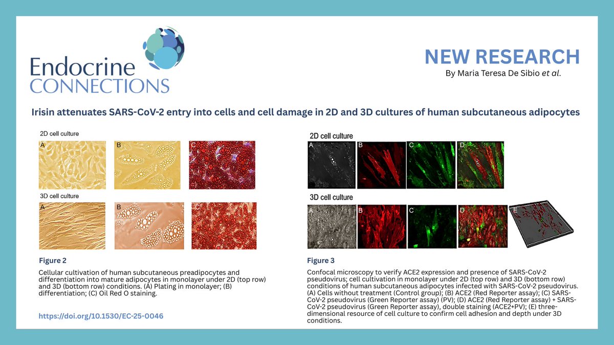 Endocrine Connections tweet media