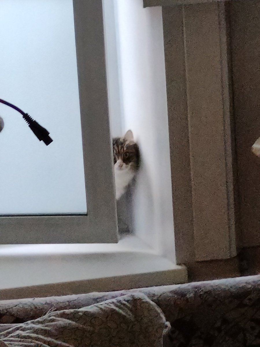 too_cute_dude's tweet photo. Я: *ухожу на работу* пока пока кисонька
Кисонька: да да, пока, иди уже https://t.co/5MlAtrrStz