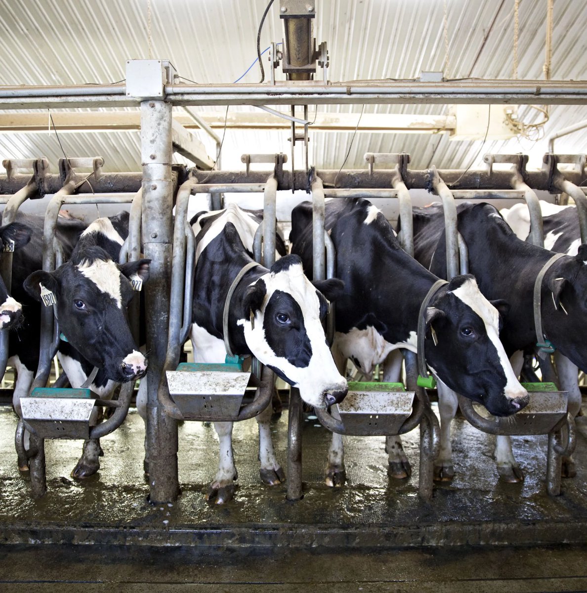 GOON MASTER SOPHONT SIMP tweet media