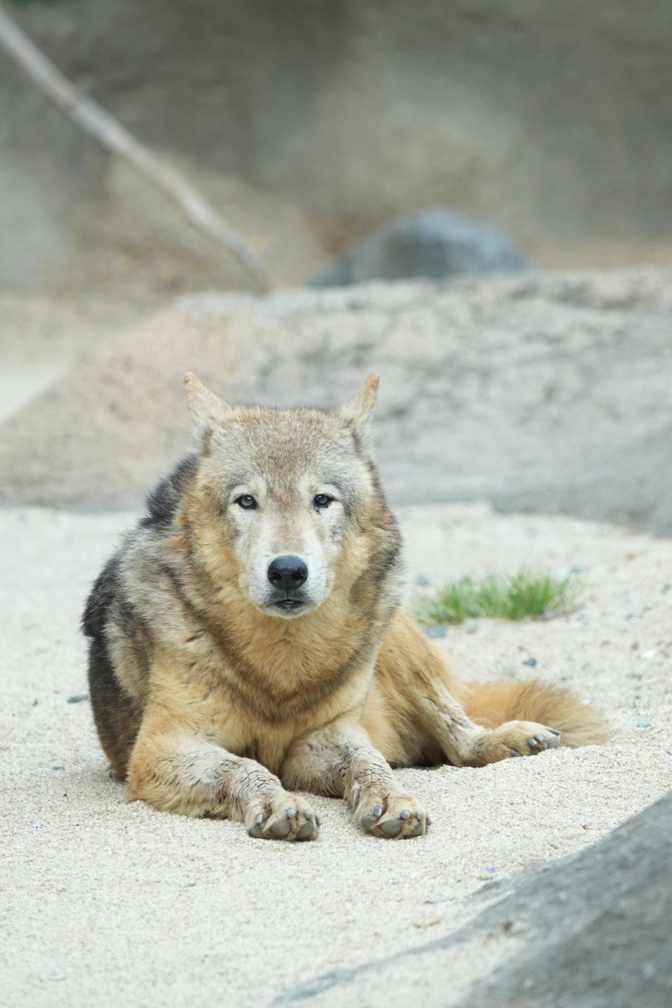 タピオカ様 国産オオクワガタ 笠岡 66ミリペア - クワガタ横丁