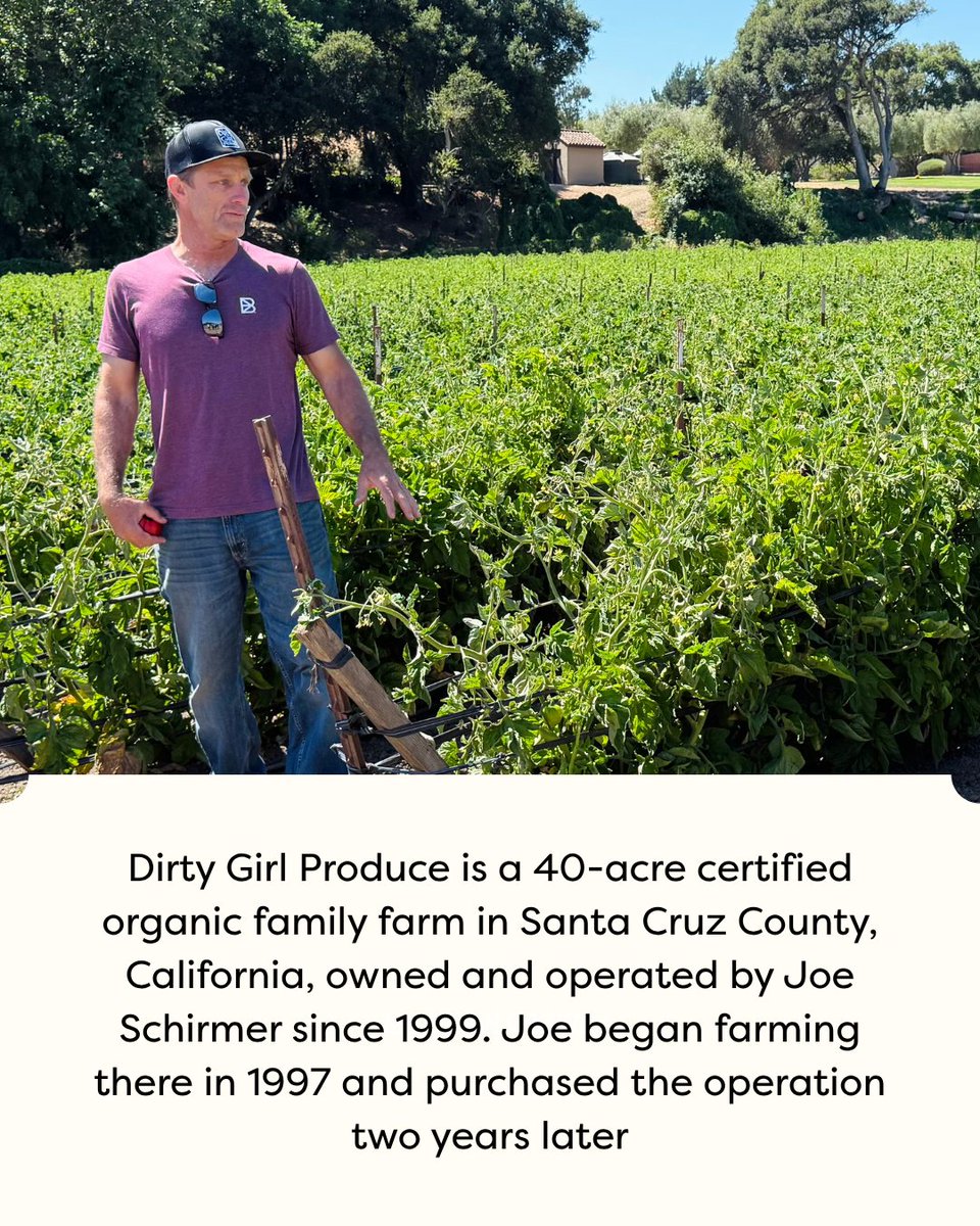 PlumMarket's tweet photo. Meet the growers behind everyone's favorite tomato. @dirtygirlproduce tomatoes are now in store (MI &amp; FL!) for a very LIMITED time. Don't miss out on the best party of late summer. 🍅 https://t.co/pQlEL760f9