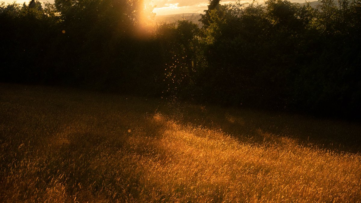 alexander fell tweet media