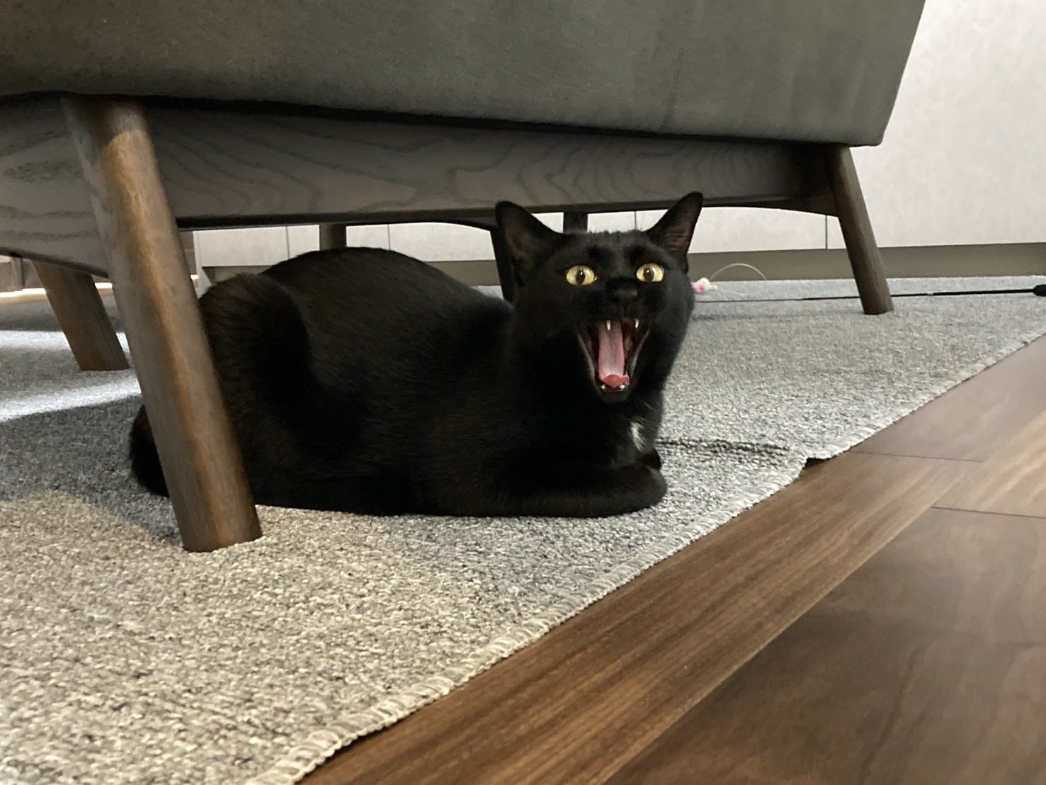 くろねこページです！ くろねこページ 黒猫 on X: