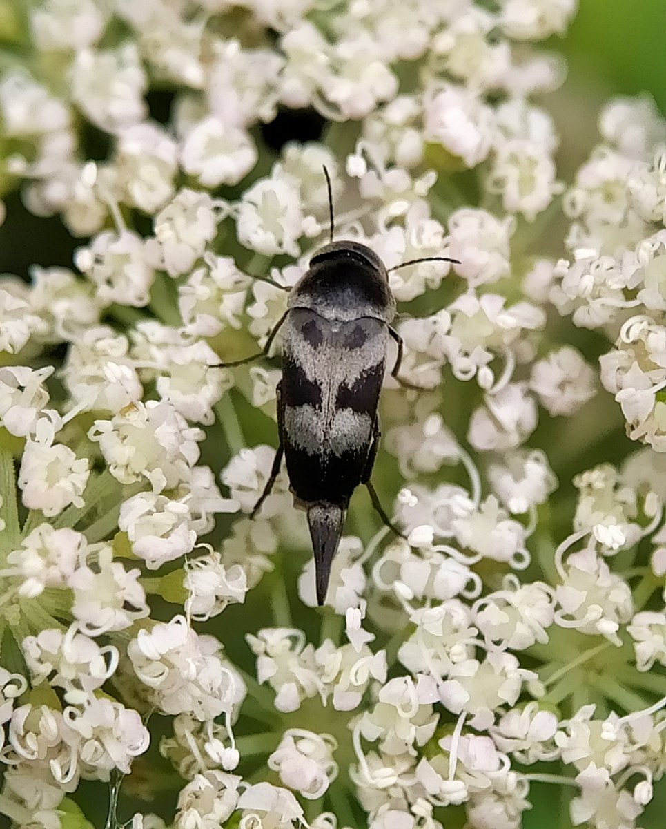 Ivysuckle💚(the garden reef)🍃 tweet media