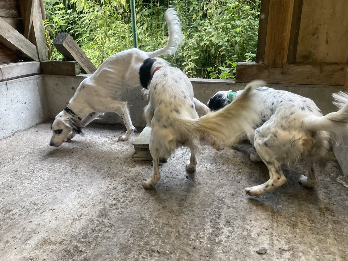 ぬいぐるみ　犬　いぬ　セッター犬　猟犬❣️ ぬいぐるみ 犬 いぬ セッター犬 猟犬❣️ - メルカリ