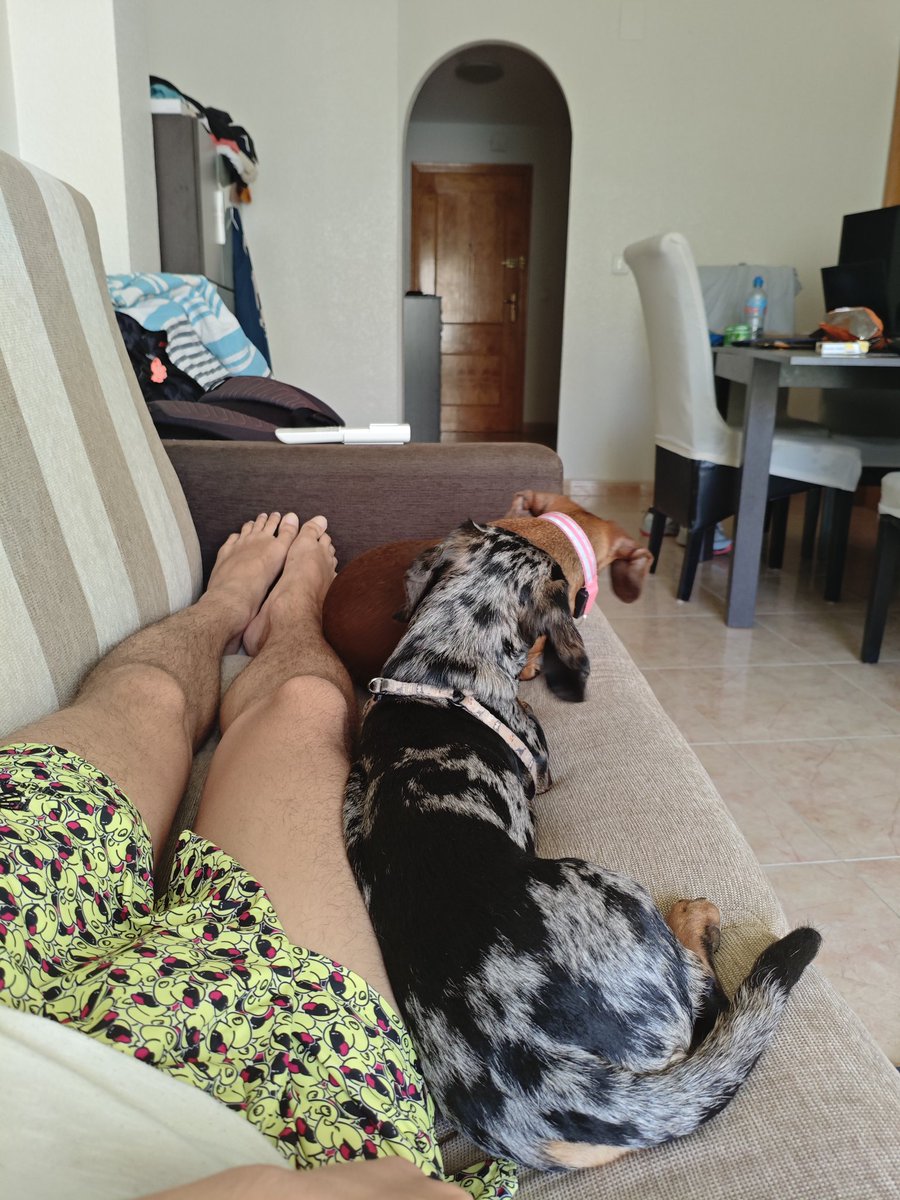 La invasión de los perros ha llegado