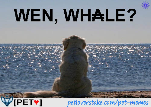 GM! 😻
[PET] PetLoverStake pool is looking for stake.

On #Cardano for +3 years. We run:
✅Mainnet
✅Preview
✅Preprod
✅SanchoNET
✅Midnight testnet
✅Mithril Signer

Animal lovers are welcome to #StakeWithPET🐾
#CardanoCommunity #ADA