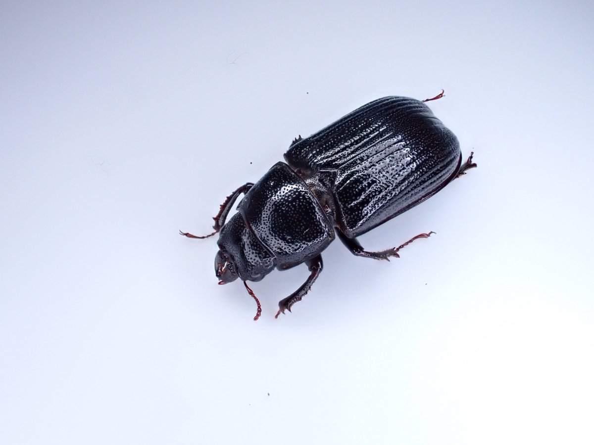 ツヤハダクワガタのメス？
コルベキンのコップに入ってた