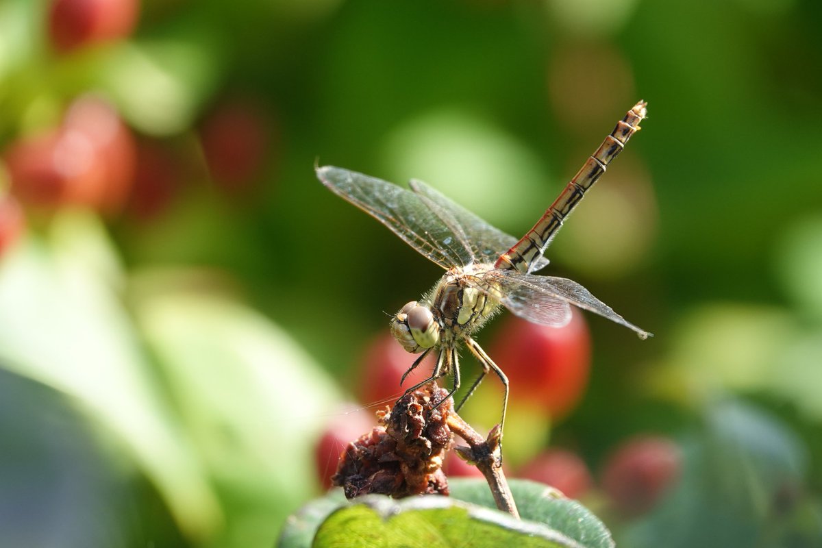 carovdster's tweet image. #steenrode_heidelibel op #hypericum 
#tuinplaatje