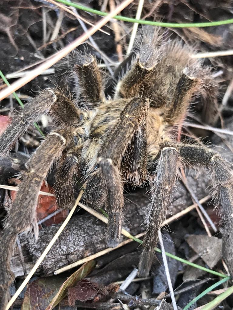 PrimatePredator's tweet image. All of these images were taken in a single day of fieldwork, starting off with maneuvering through kite spider webs, tip toeing over a horned baboon spider, admiring a beautiful Garden Commodore butterfly and ending off with a scorpion in the camera case.
#Conservation #animals