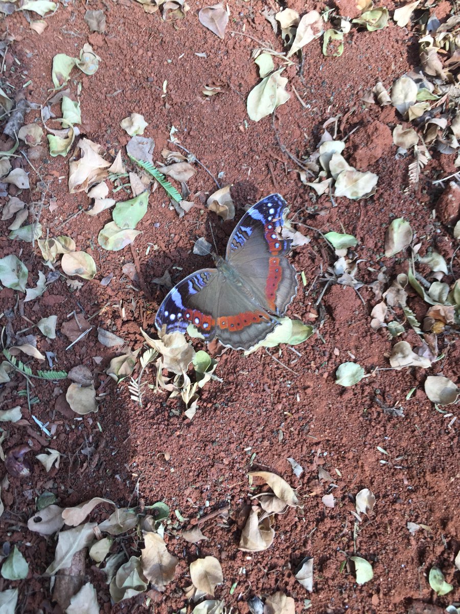 PrimatePredator's tweet image. All of these images were taken in a single day of fieldwork, starting off with maneuvering through kite spider webs, tip toeing over a horned baboon spider, admiring a beautiful Garden Commodore butterfly and ending off with a scorpion in the camera case.
#Conservation #animals