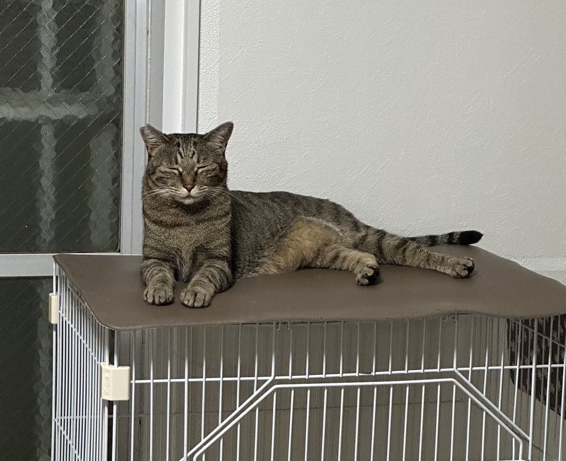 【迷子猫探してます‼️】

愛知県岡崎市竜美北2丁目にて

8月13日から行方不明になりました💦

目撃した方はリプライやDMをいただけますと幸いです🙇‍♀️

名前：サッちゃん
性別：メス（避妊済）
年齢：4歳
体重：約4.5kg
特徴：キジトラ
　　　右耳がサクラ耳
　　　ルーズスキン
　　　尻尾長め

#迷子猫