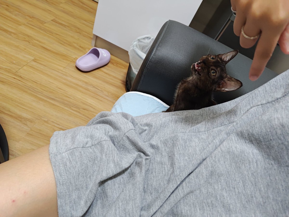 我拍過Av這件事

應該大家都知道吧（？

應該吧@@....

難道要我秀連結給你們看嗎

然後貓貓可愛嗷 https://t.co/VXLM3akVj9