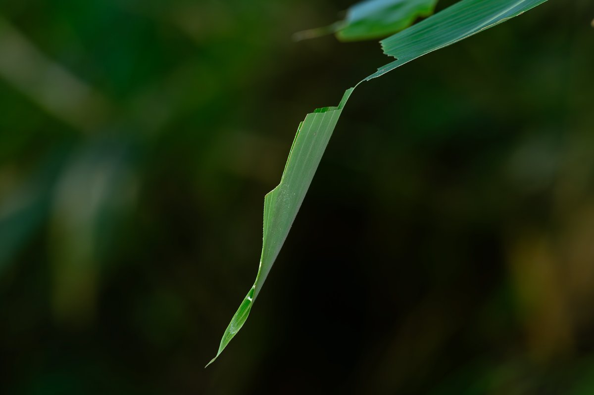 コチャバネセセリ Thoressa varia の幼虫巣。いつ探してもこの種ばかりでオオチャバネセセリがなかなか見つからない。