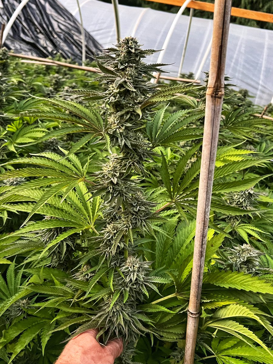 GalacticFarmer1's tweet photo. Just call me Jerry Stackhouse. #PinkCookies #Stacked #CannabisCommunity #Cannabis #terroir #SunGrown #Organic #BestWeedInTheWorld https://t.co/gBSdvRJDJk