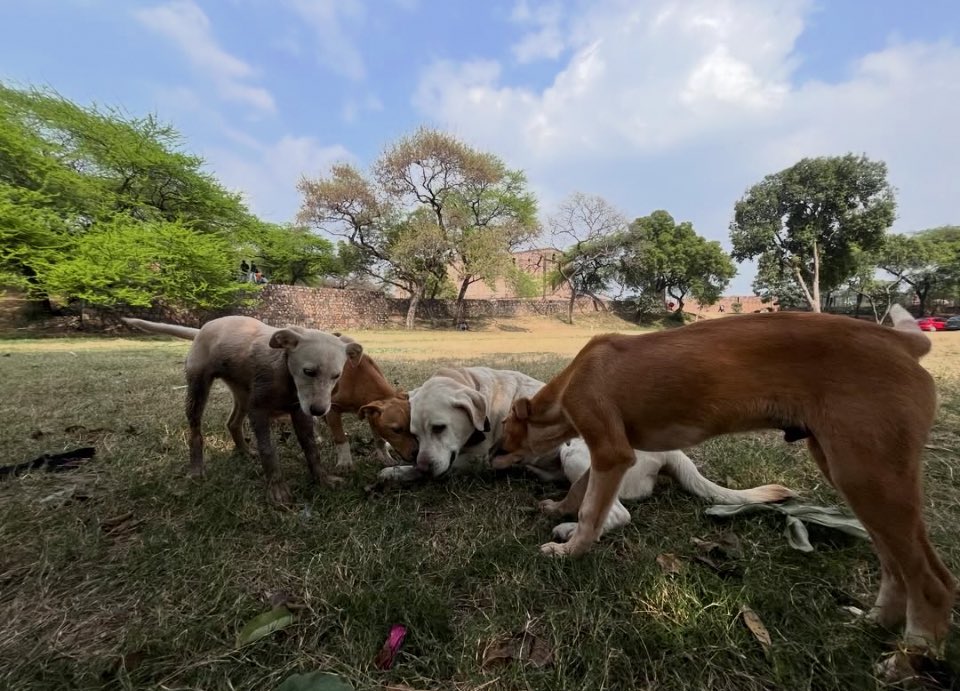 HENRIFANTHOME's tweet photo. Picture of Sheru meeting my mom who visits once a year.  2 pics Park dogs playing with my 3. One pic of us on our walks with park dogs accompanying.  #indies #love #voiceforthevoiceless #delhidogs #communitydogs #saveourstreetdogs https://t.co/Qtn9LJf8zc