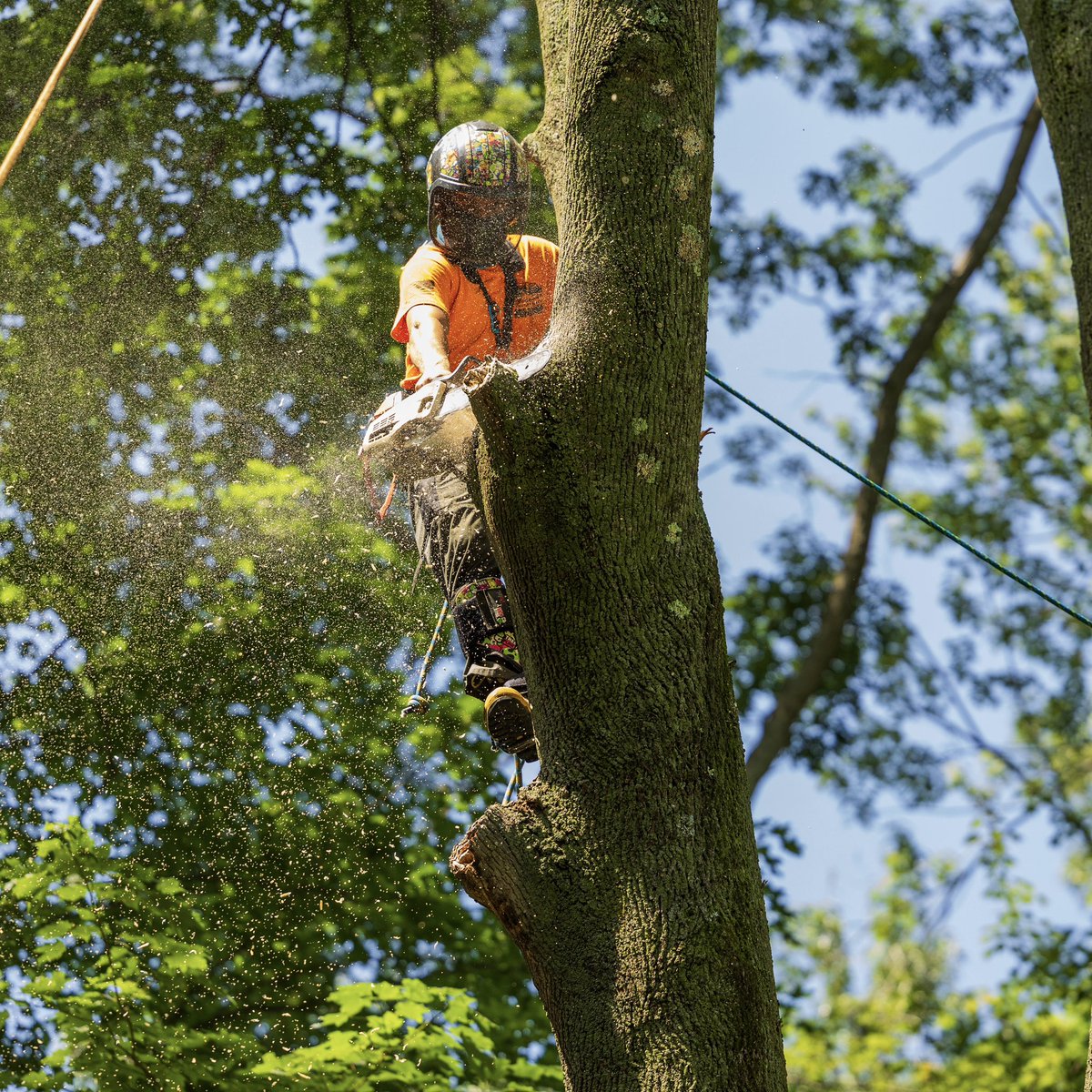 KJTreeService's tweet image. A little sawdust never hurt nobody. Just another day doing what we do best 👷‍♂️🌿
-
-
-
#KJTreeService #CTTreeService #treeservice #arborist #treeremoval #treecare #treework #treelife #treeclimber #chainsaw #treetrimming #stumpgrinding #stumpgrinder #CTtrees #ConnecticutTrees…