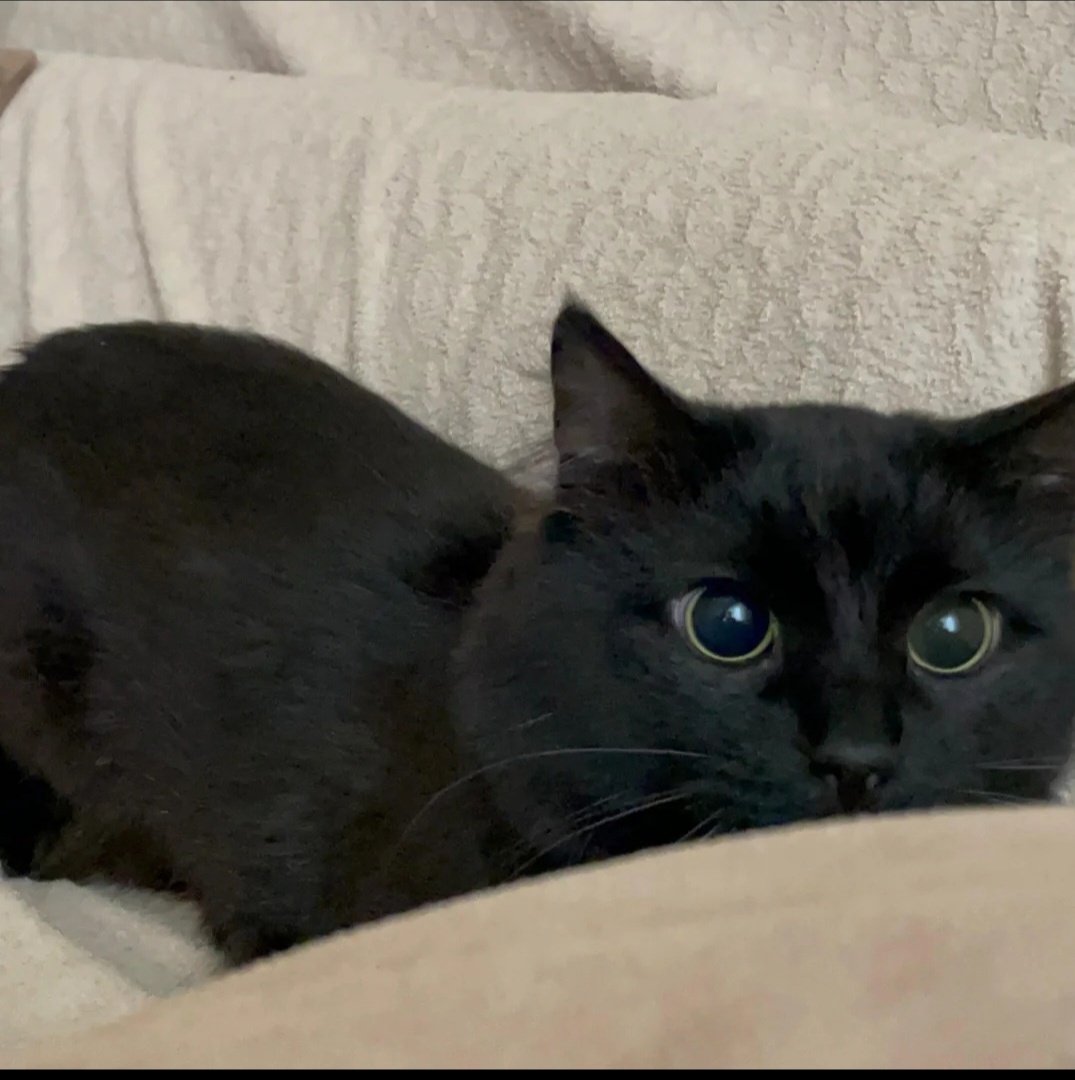 •• Ne garip şey 
şu mutluluk !

Gitti mi gider, 
çağırsan gelmez, gelse de kalmaz. 

Kalsa bile yetmez...

      ~ Sunay Akın 

•• Bu günlerde dolaşır tepemizde, 
Akan hayat, 
Zaman,
hiç sezdirmeden.
güzel mi?
Bilmem, 

Bunca kötülüklerin arasında görünmez 
mutluluk.