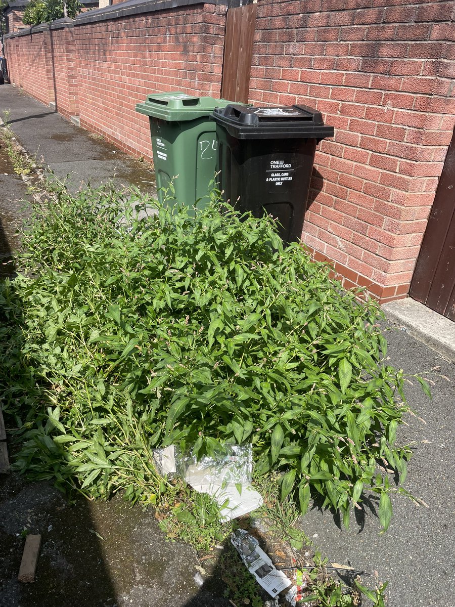 Dub to Jungle Show tweet media