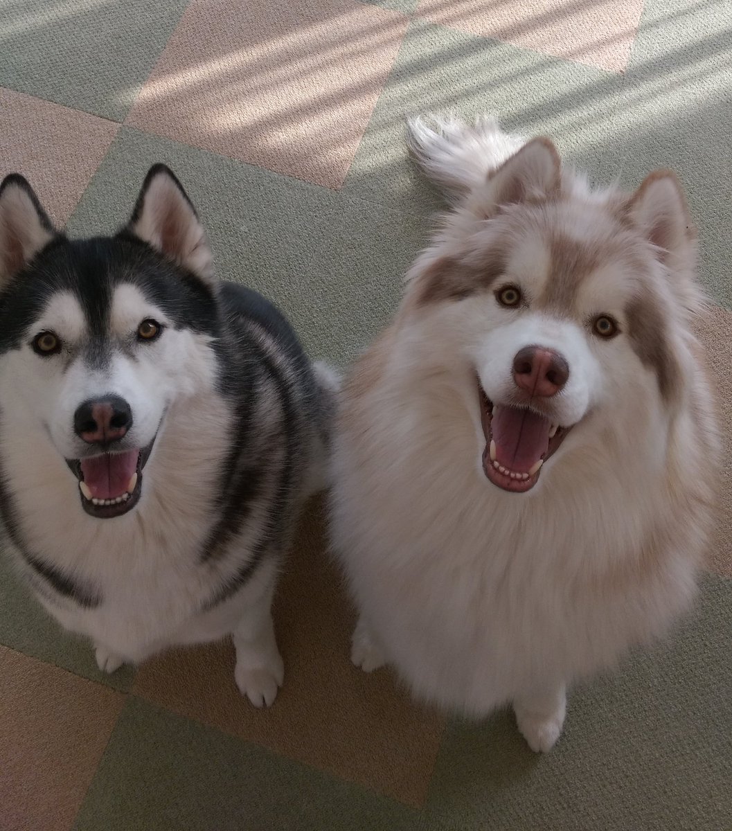 husky_az's tweet photo. 迎え火🔥
アーディー、ツッチー迷わず帰っておいでね❤ https://t.co/8yDEPIJoRw