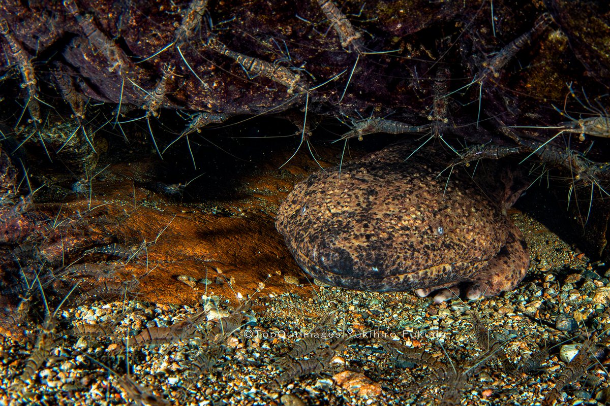 NPO法人日本ハンザキ研究所【公式】 (@NPO_hanzaki_H20) / Posts / X