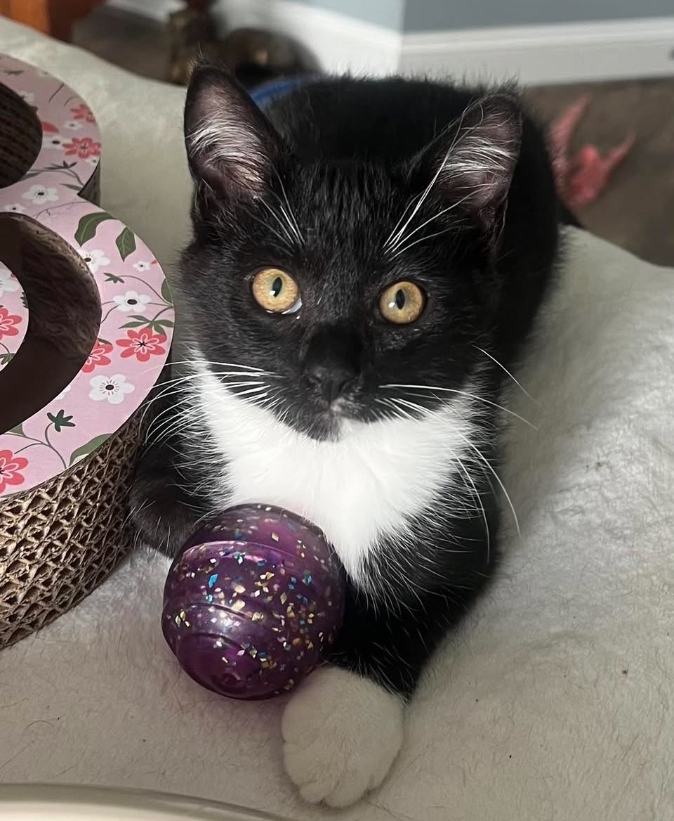 Ahem.  I have NOT been adopted yet and cannot figure out why. I'm cute. I'm playful. And I am ready to be your forever best friend. Go ahead and apply today so we can start enjoying our time together NOW.