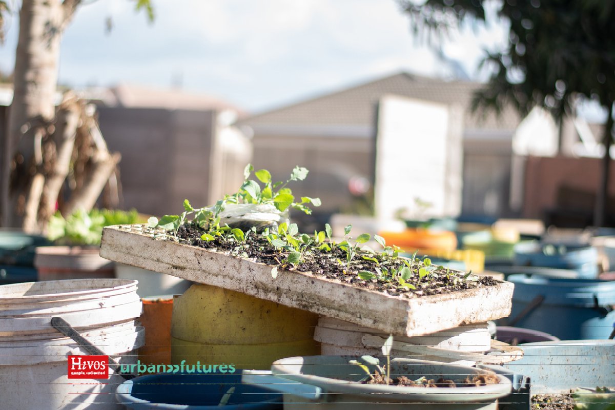 ManicaYouth's tweet photo. Meet Olinda Zimunya (32) a beneficiary of the #UrbanFutures project. After attending a community voice forum training where participants discussed how urban farming can thrive in limited spaces,she was inspired to expand her garden using old tyres as planters
#forwardwegrow https://t.co/gTt4r5lEUw