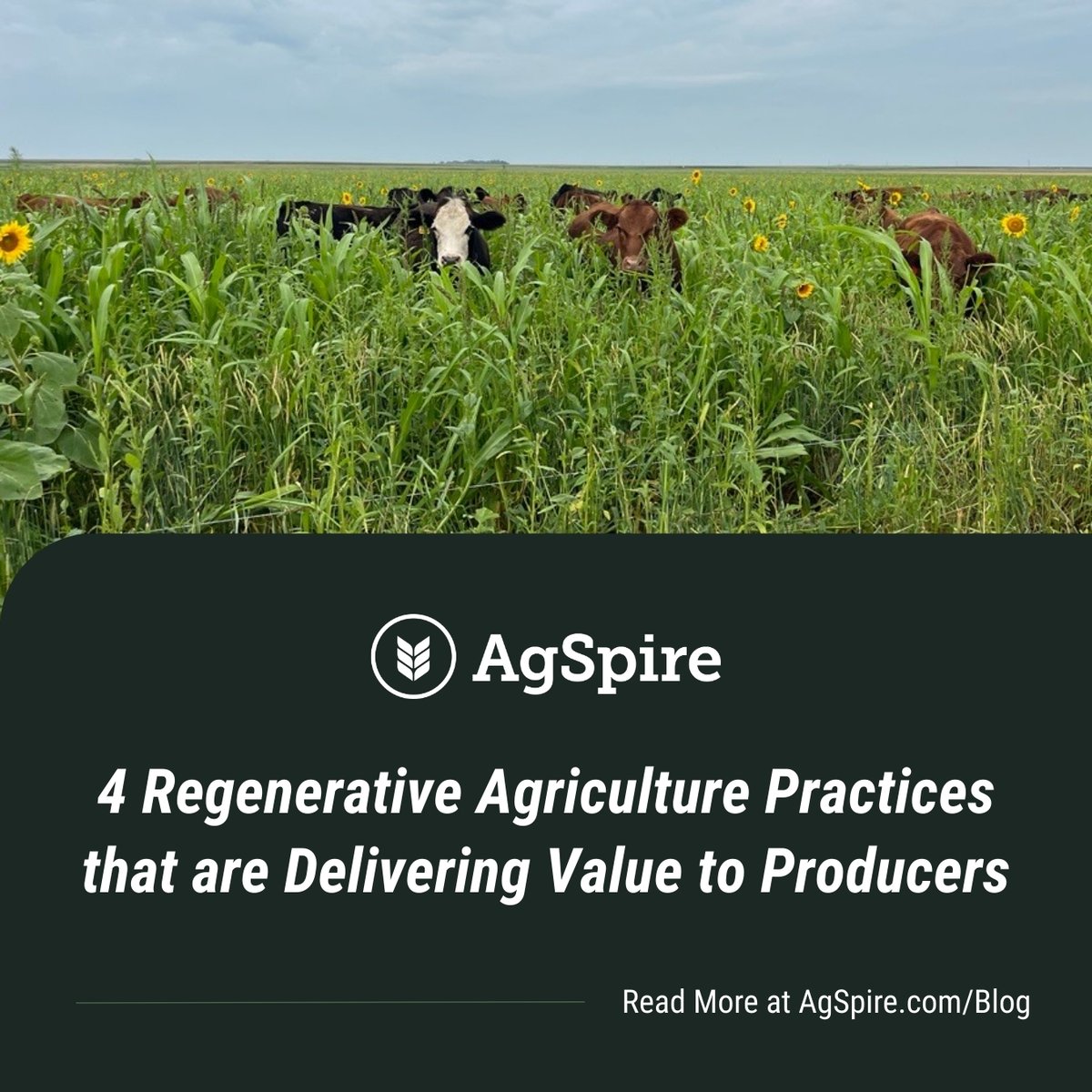 From rotational grazing to cover crops, AgSpire helps you find the right practices for healthier land, stronger herds, and better returns. Learn from our case studies

agspire.com/regenerative-a…