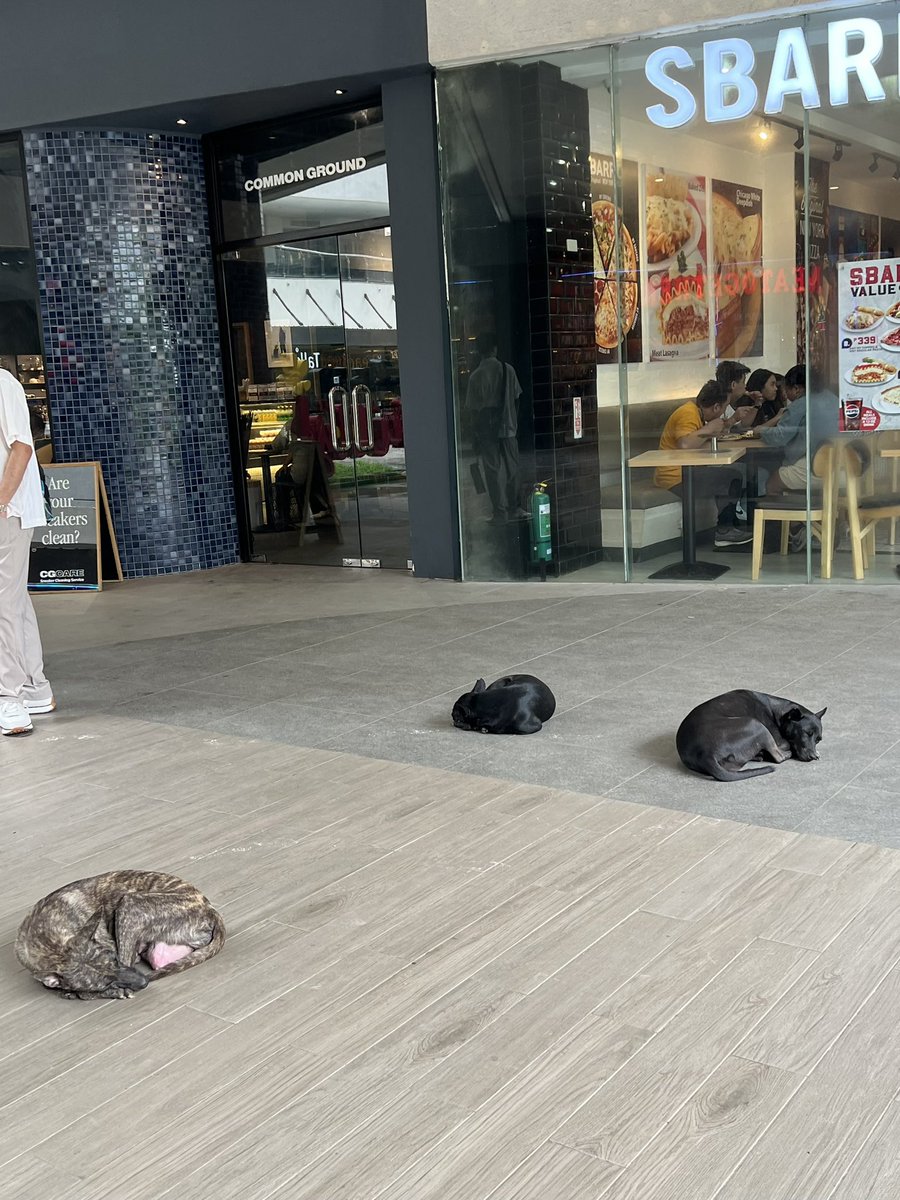 セブ市は動物福祉活動として、野良犬たちを「保護して、不妊去勢して、ワクチン打って、元の場所に戻す」ということをしているらしい。元の場所に戻す、というところがとてもフィリピンっぽくて良い。
