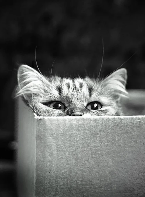 Au premier #carton à droite, vous trouverez forcément un #chat… 🐱