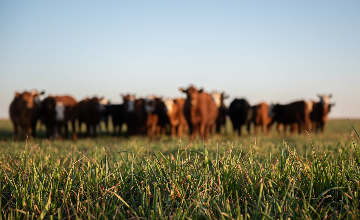 Extend your grazing season, cut feed costs, and boost pasture health with fall cover crops, perennials, and native range. Timing + species = better forage &amp; soil. 

agspire.com/your-fall-fora…
