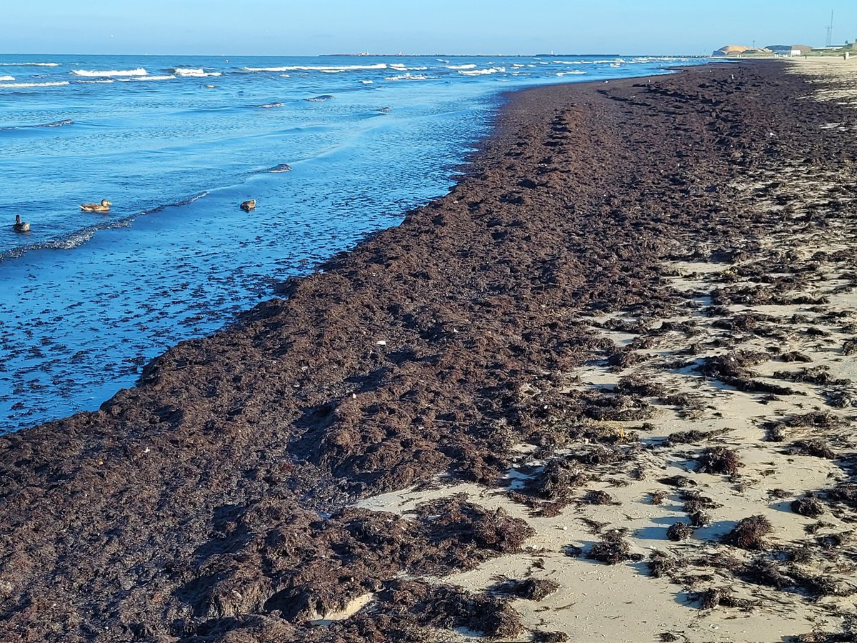 Pludmalē☀️gaisa t. +19,2 °C, ūdens t. +19,4°C.
Vējš no D, DR 2-4m/s.
Jūra mazos viļņos.
Dienvidu mola virzienā liedagā izskalots liels daudzums jūras aļģu.
Peldvietās pacelts glābēju karogs! 🟥🟨
Labu atpūtu pie jūras!