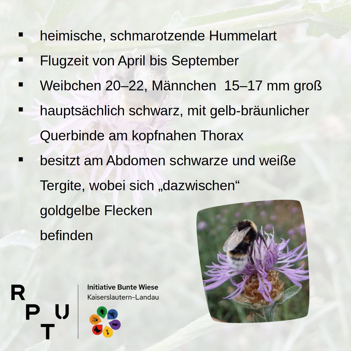 Bunte Wiese Kaiserslautern-Landau 🐛 tweet media