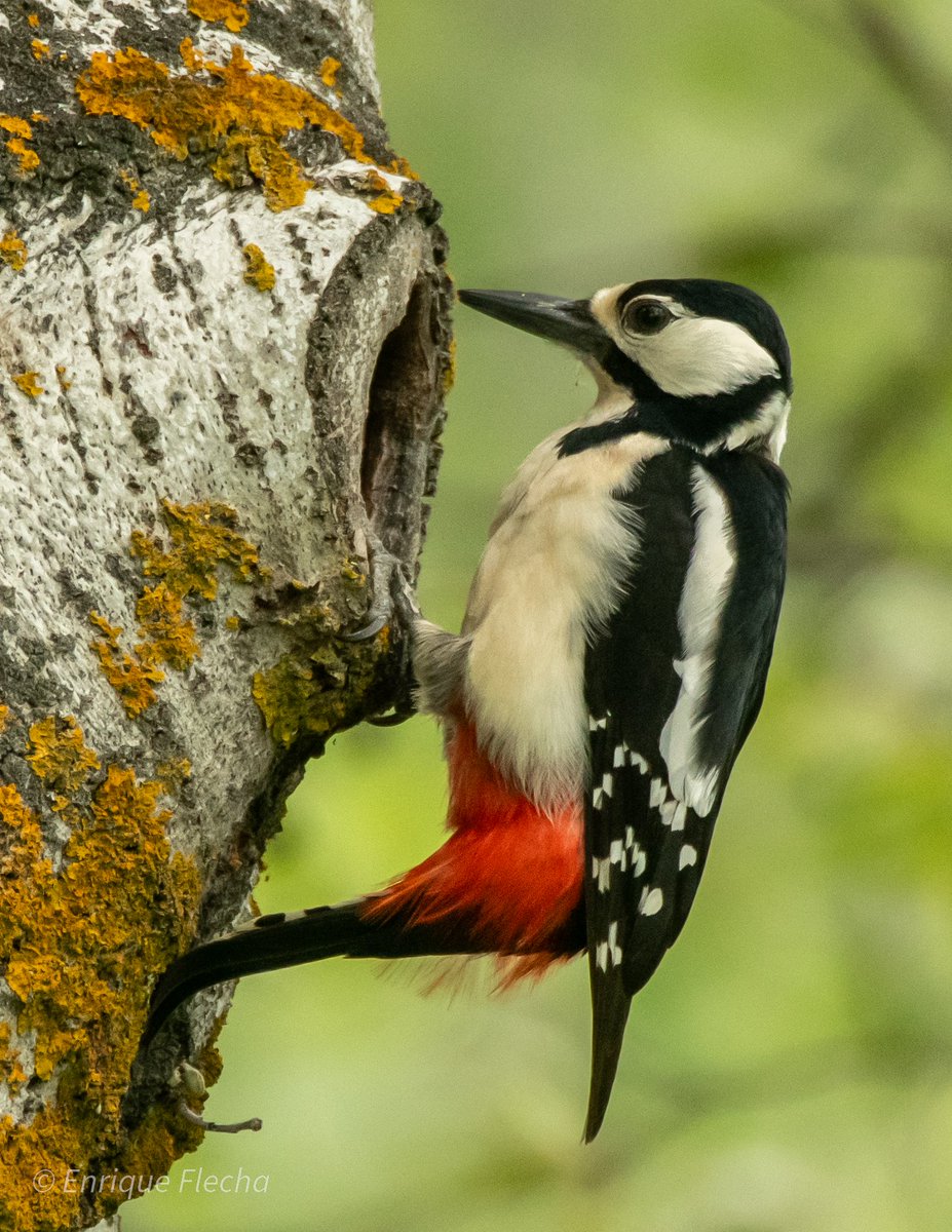 Pico picapinos (Dendrocopos major), una máquina perfecta de taladrar. Parque Regional del Sureste, Madrid, España, Agosto 2025, feliz día.
Orden: Piciformes 
Familia: Picidae 
#BirdsSeenIn2025 #nikon #tamron #wildlifespain #pajareando #aves #birds #ornitologia #birdslovers