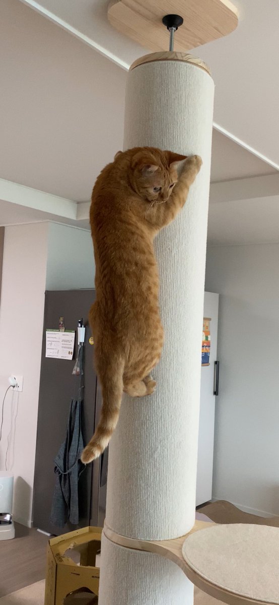 우리집에도 매미가…