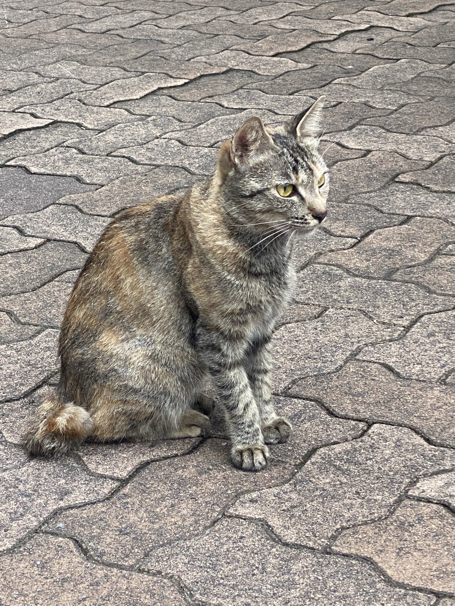 大の字猫 Amazon.co.jp: ご縁猫 ジュエリーキャット(S-SIZE ピンク Pink